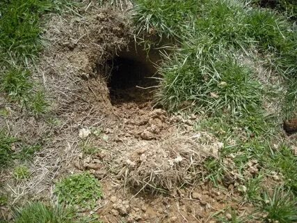 Burrow