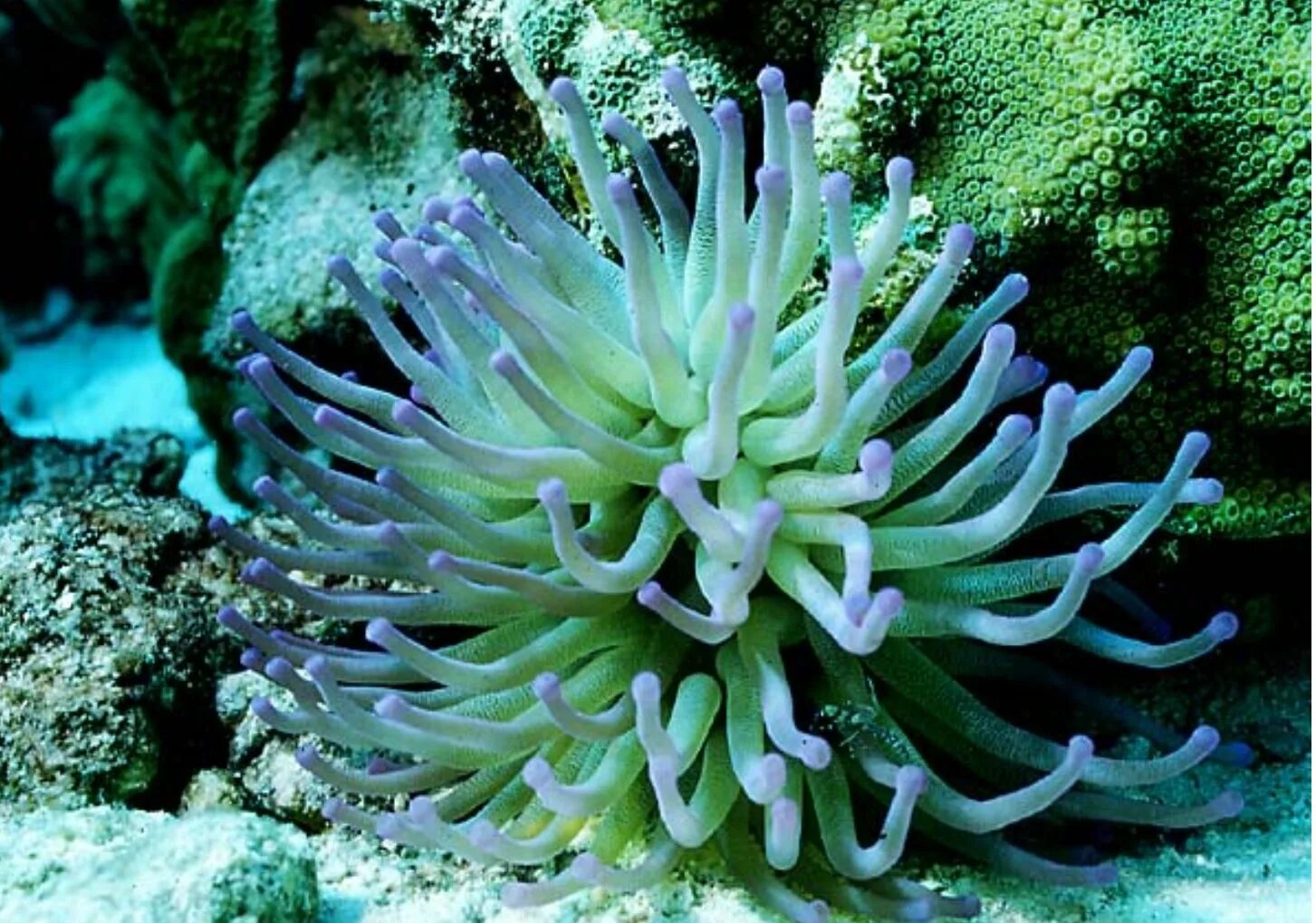 Морские растения список. Коралл актиния. Коралловые полипы актиния. Актиния Средиземноморская. Анемоны актинии.