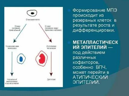 Клетки шейки матки
