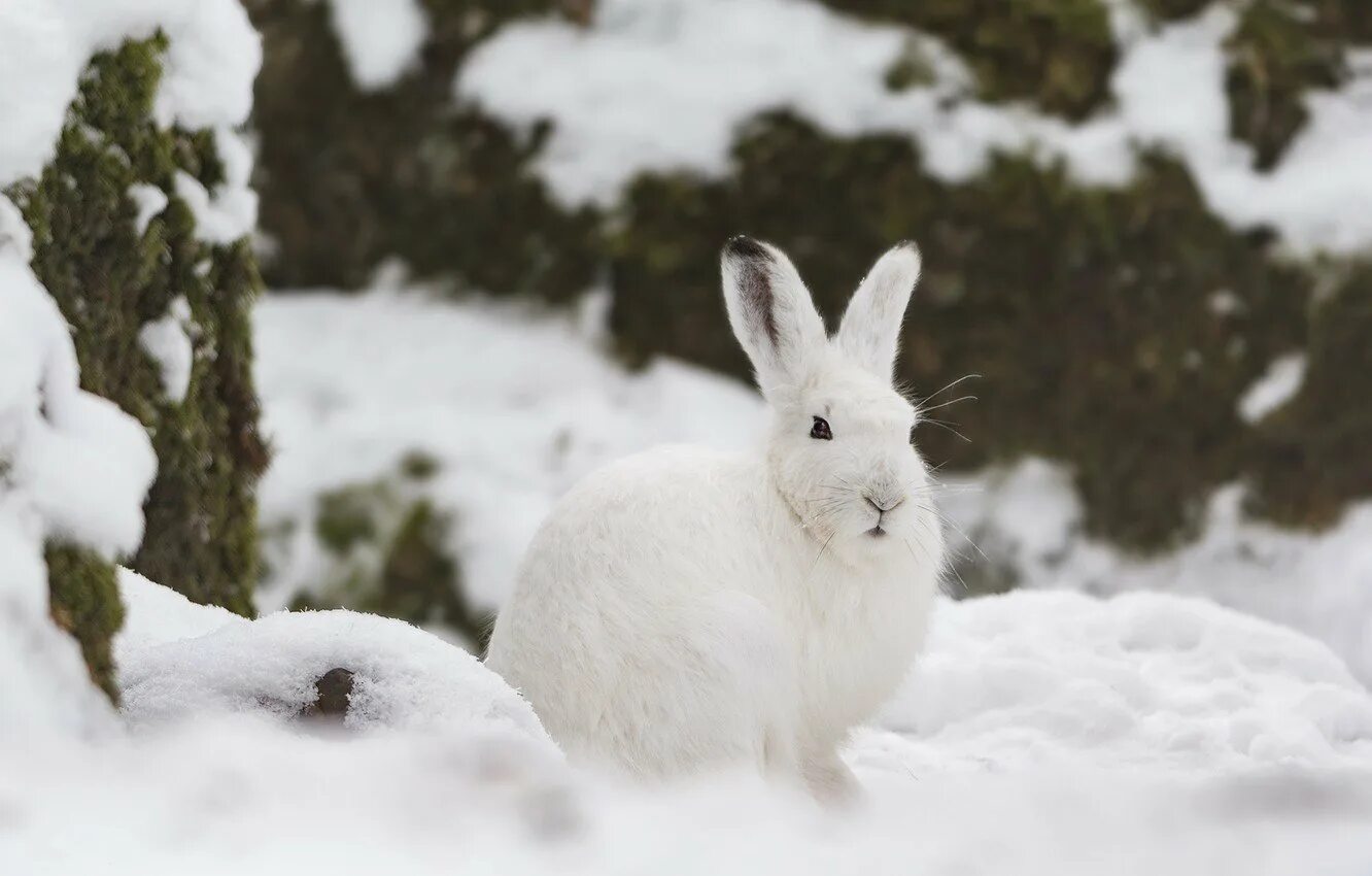 Зайка снегом. Заяц Беляк. Заяц Беляк с зайчатами. Лесной заяц Беляк. Зимний заяц Беляк.