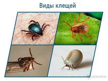 Определить вид клеща