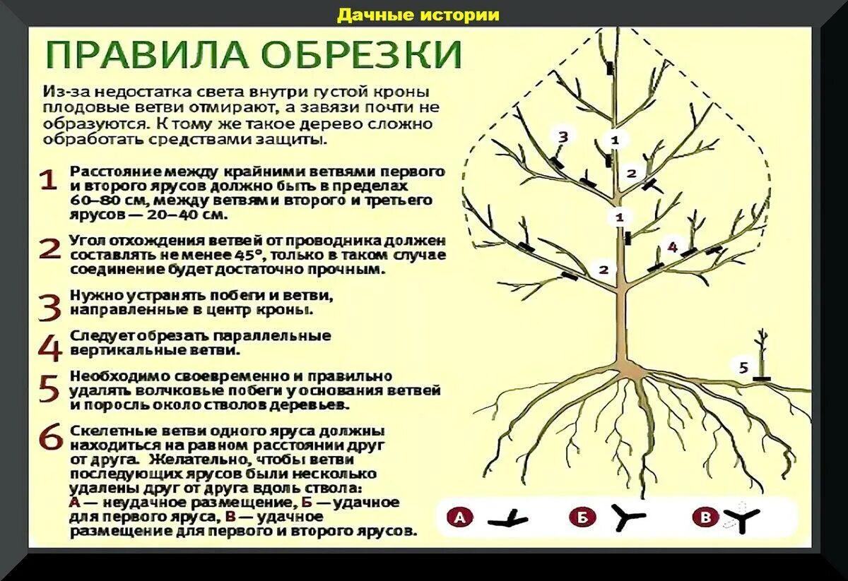 Обрезка плодовых деревьев правила