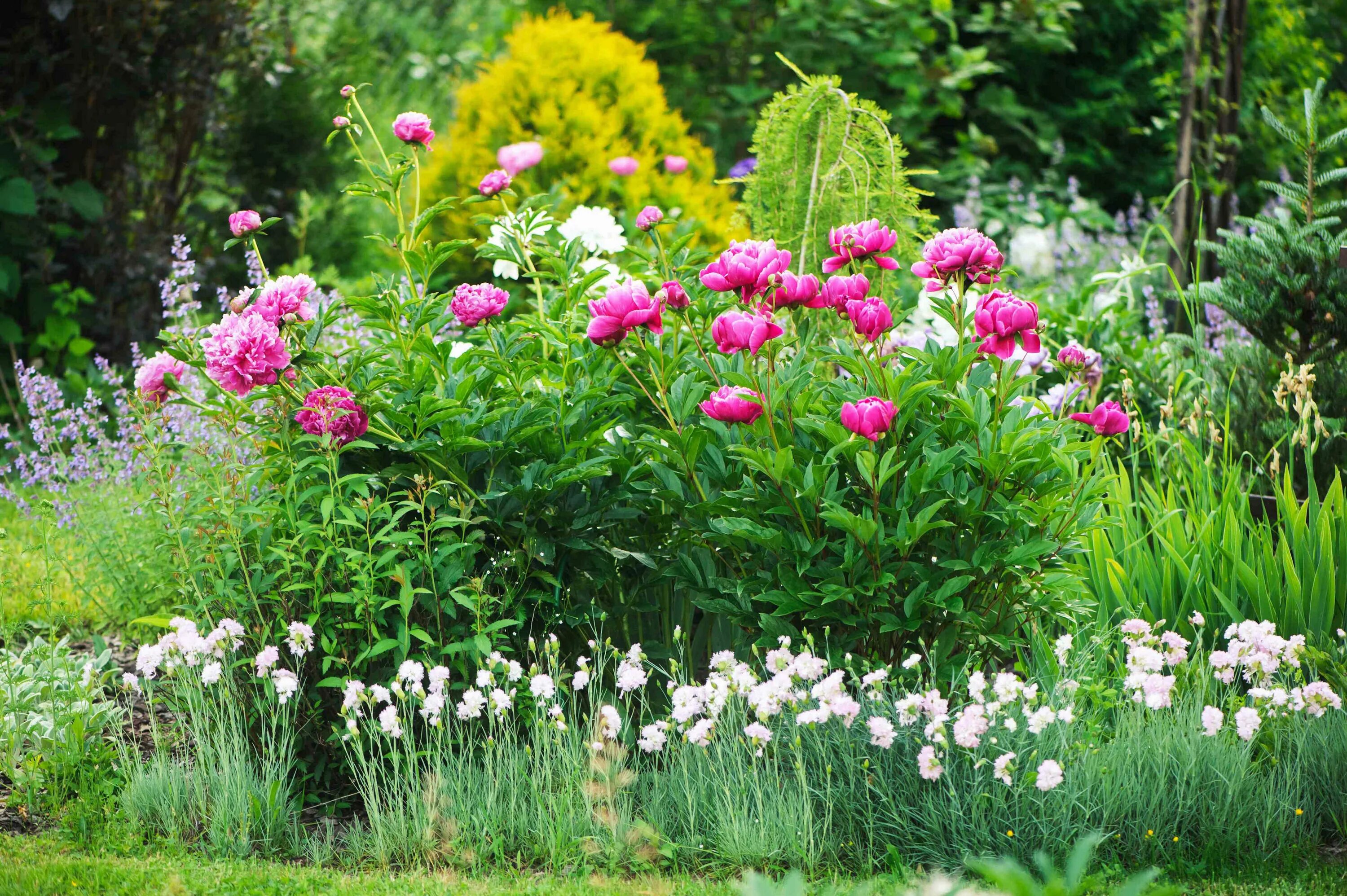 Clare's garden in New Jersey, Day 1 of 2 - FineGardening Peonies garden, Flower 