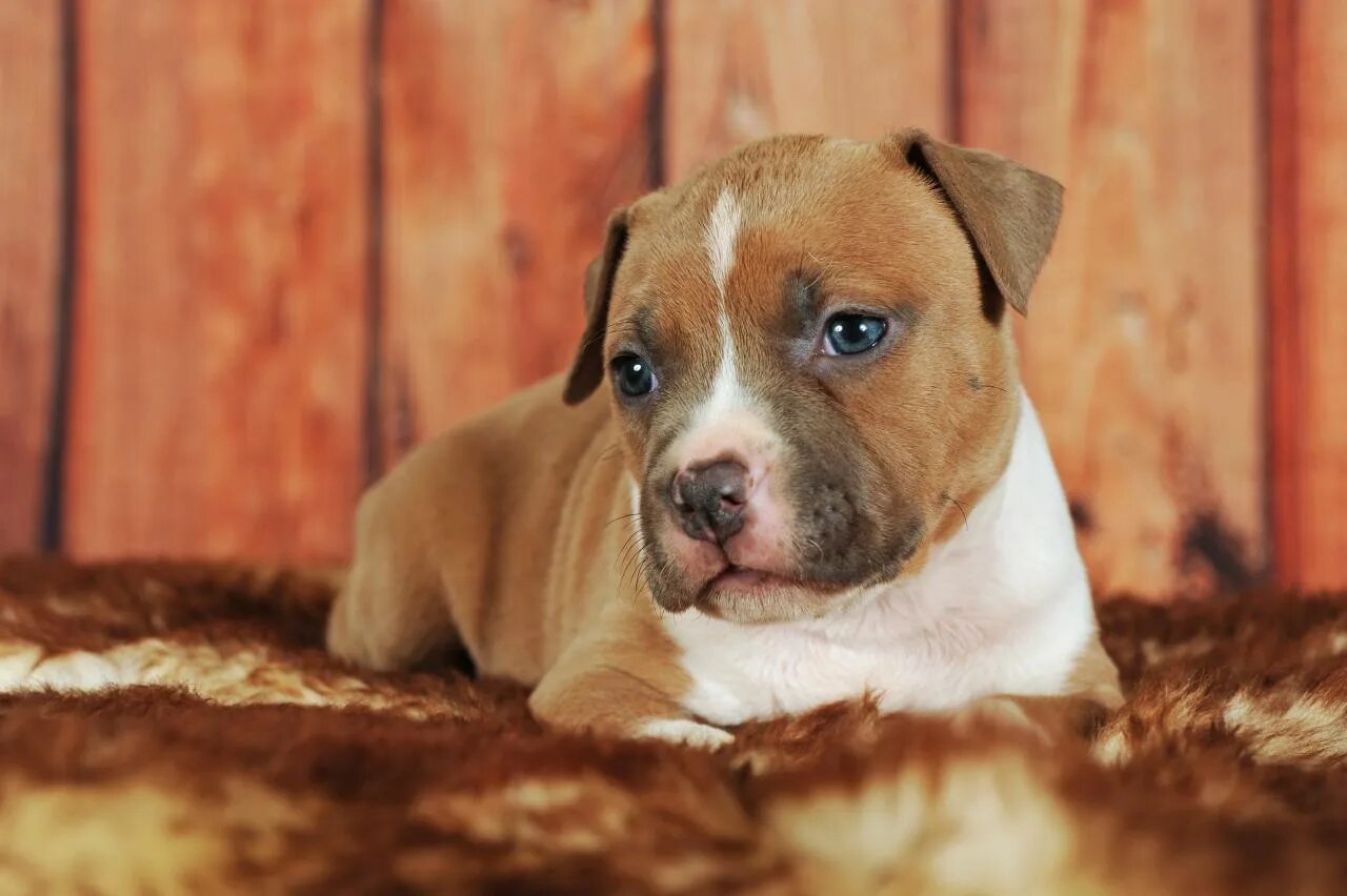 стаффордширский бультерьер щенки. щенки стаффа. стаффордширский терьер щенок 1 месяц. американский стаффордширский терьер. стаффордширский терьер амстафф.