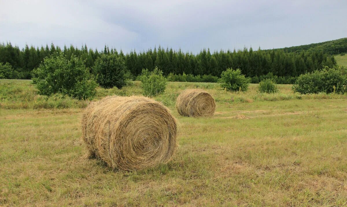 Накосить сено