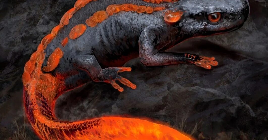 Саламандра Огненная мифология. Саламандра — Огненная ящерица. Саламандр Огненный дракон.