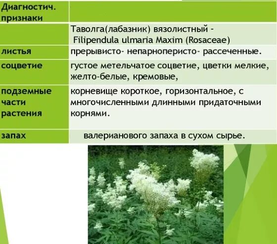 Лабазник свойства и противопоказания. Таволга лабазник трава. Лабазник таволга полезные свойства. Трава таволга лечебные свойства. Лечебные свойства лабазника вязолистного.