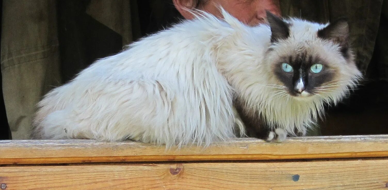 Сиамская с длинной шерстью. Сиамская кошка с длинной шерстью. Порода кошки похож на сиамского но шерсть длинная. Сиамская кошка фото с длинной шерстью. Сиамская кошка длинная шерсть