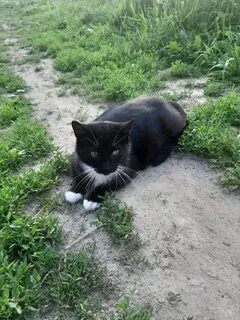 Найду кошку