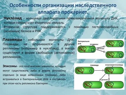 Генетический материал вирусов и прокариот