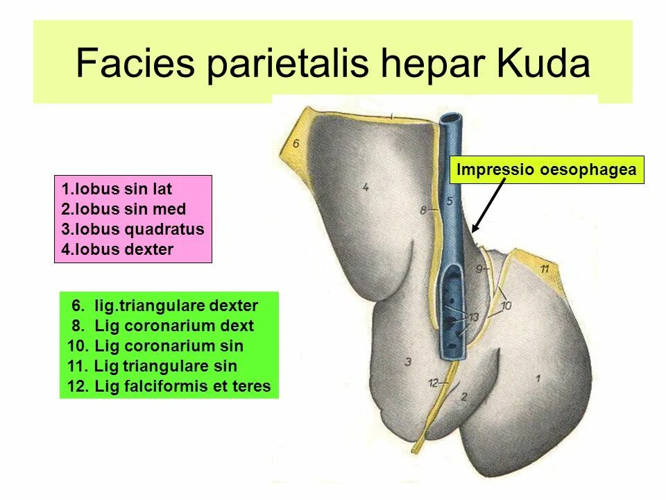 Стенки вертлужной впадины анатомия. Crista sacralis mediana. Facies перевод с латинского. Facies перевод с латинского. Ламина терминалис 3 желудочек.