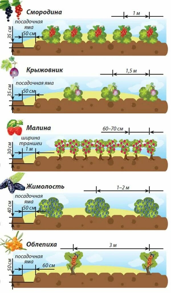 Какого размера лучше сажать. Схема посадки смородины. Схема посадки смородины и крыжовника. Схема высадки малины. Схема посадки смородины черной.