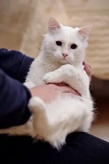Белый кот на руках