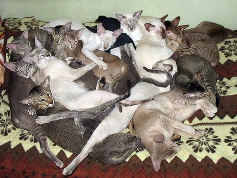 Приснилось много кошек. Много котов на кровати. Много котов спят. Много котов лежат. Куча спящих кошек.