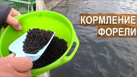 Условия для форели