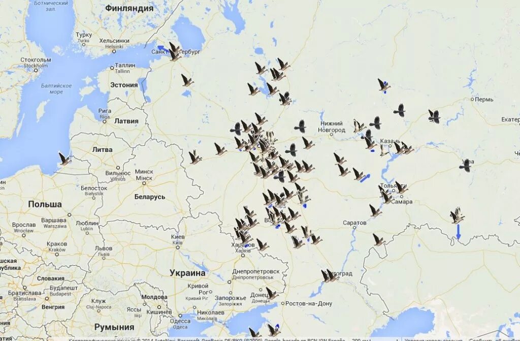 Пролет гуся. Маршрут миграции гусей. Карта миграции гусей в России. Карта миграции гусей в России весной. Весенняя миграция гусей по России карты.