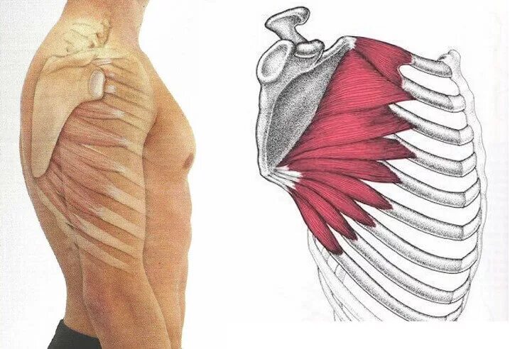 Serratus anterior мышца. Serratus anterior мышца анатомия. Передняя зубчатая мышца анатомия иннервация. Передняя зубчатая мышца спины анатомия.