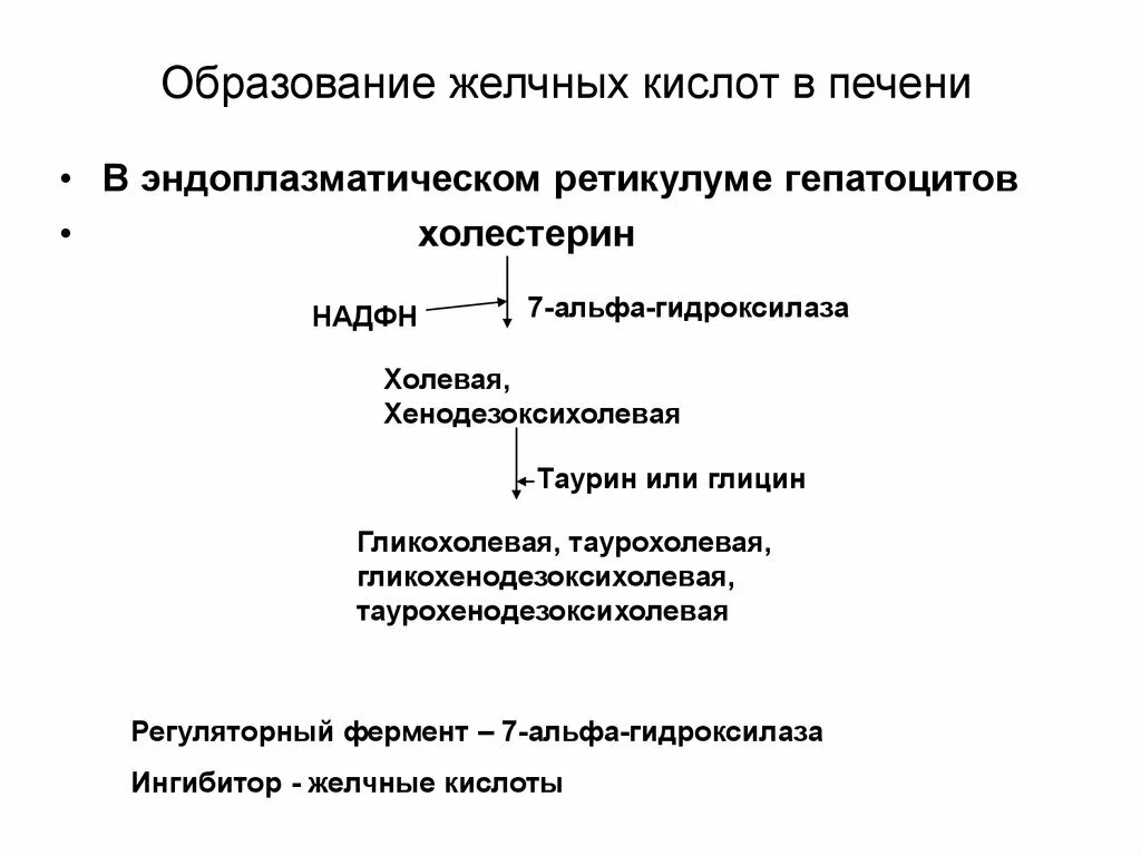 Желчные кислоты печени. Образование желчных кислот. Образование желчи биохимия. Образование желчных кислот биохимия. Механизм образования желчных кислот.