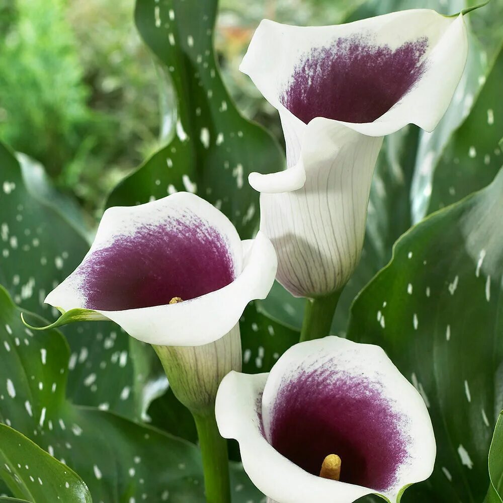 Коала в горшке. Калла Пикассо. Калла (Zantedeschia) Пако. Калла Зантедеския Пикассо. Калла Vermeer.