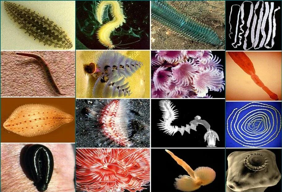 Малощетинковые черви личинка. Ресничные черви (планарии, турбеллярии). Круглые черви многообразие. Тип кольчатые черви класс малощетинковые. Многообразие плоских червей.