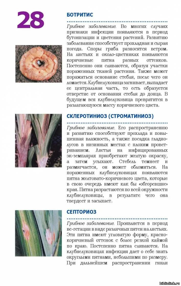 Болезни гладиолусов описание