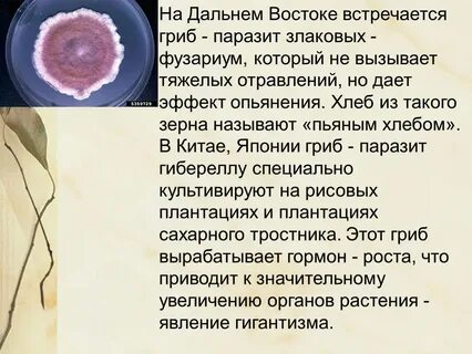 Есть ли грибы паразиты