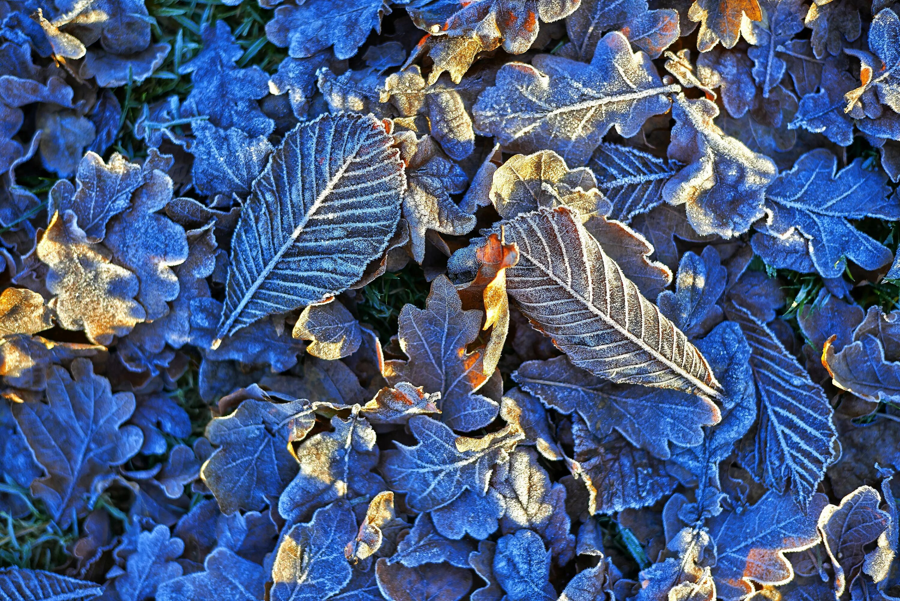 Осень делала дали нежно голубыми огэ. Голубой лист. Синие листья. Растения с синими листьями. Синяя осень.