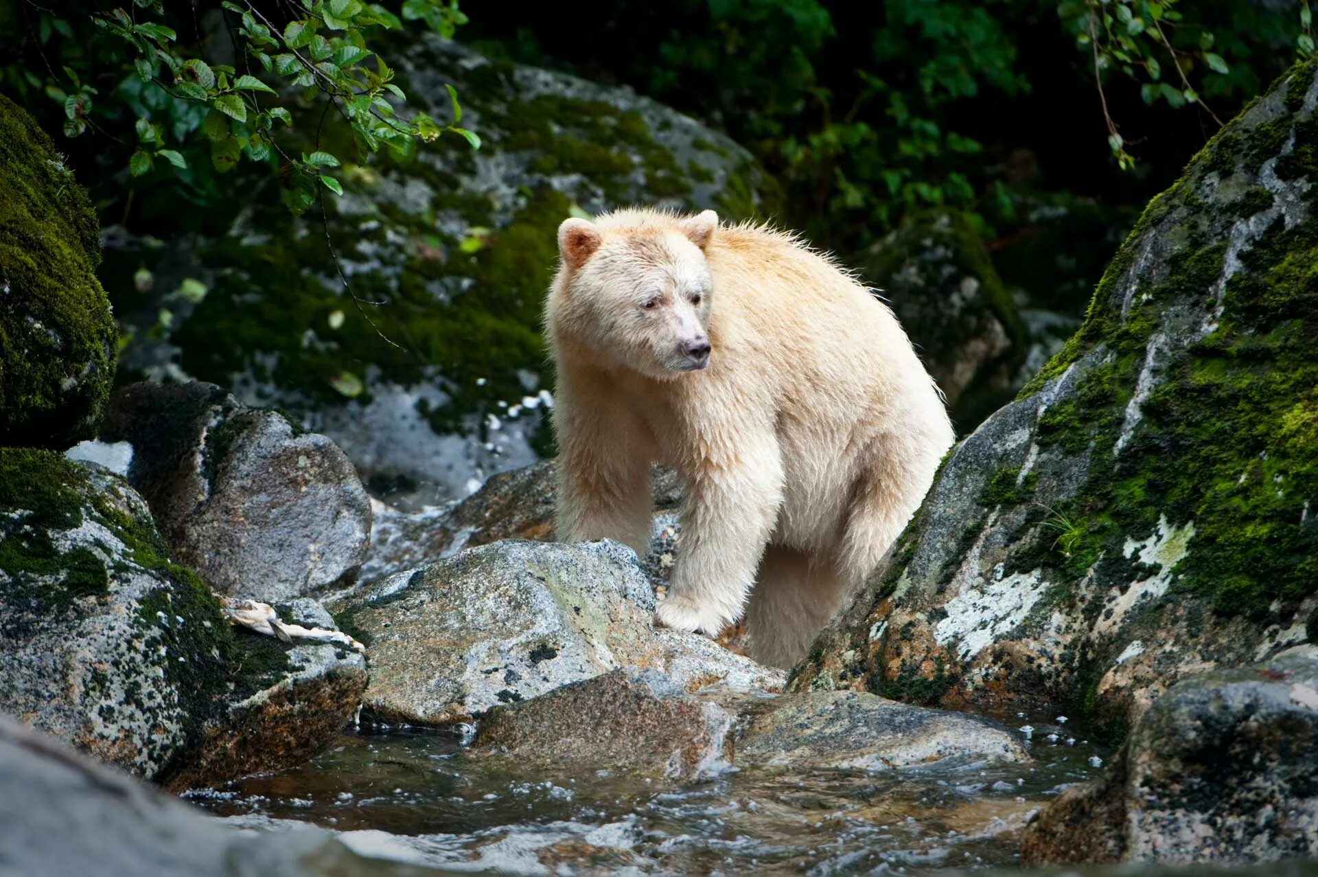 Медведь грыщлм альбинос. Медведь Гризли альбинос. Медведь Гризли альбинос в Канаде. Бурый медведь альбинос.