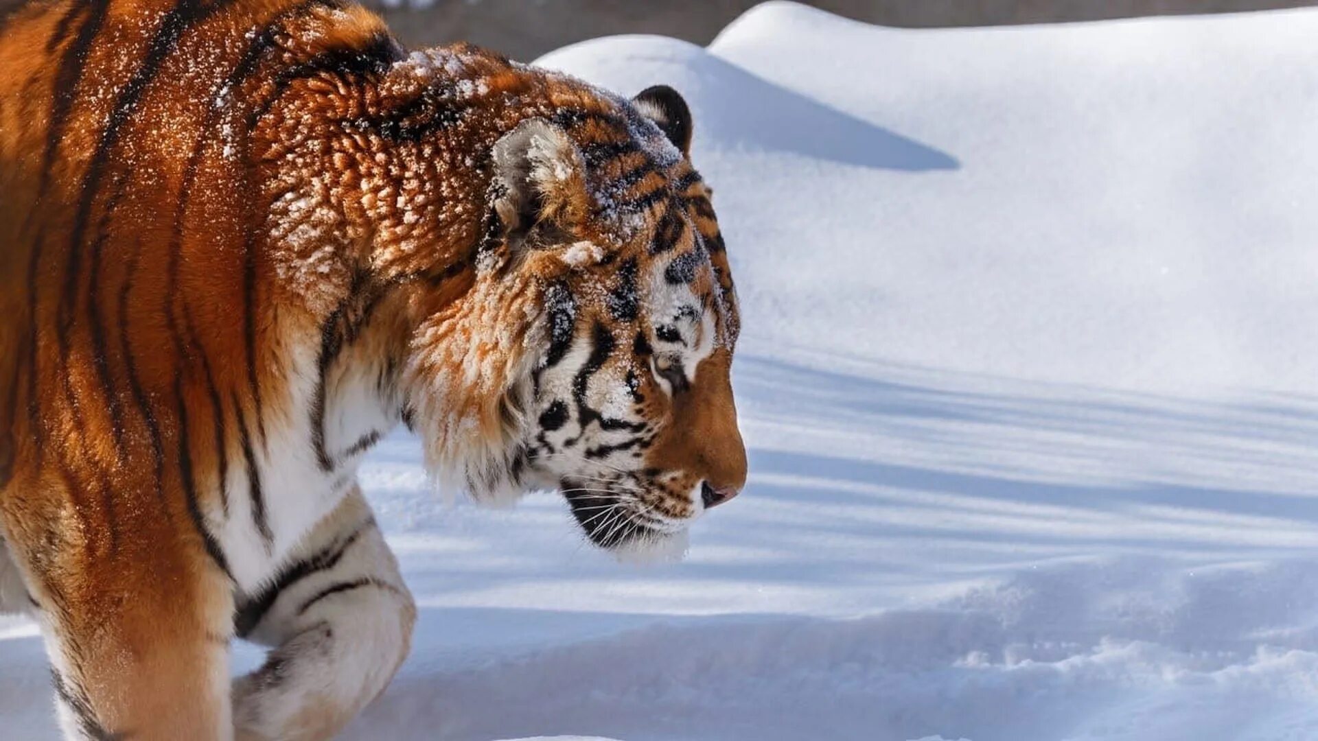 амурские тигры 2023. снежный тигр амура. амурские тигры 2023. уссурийская тайга животные. тигр хабаровский край.