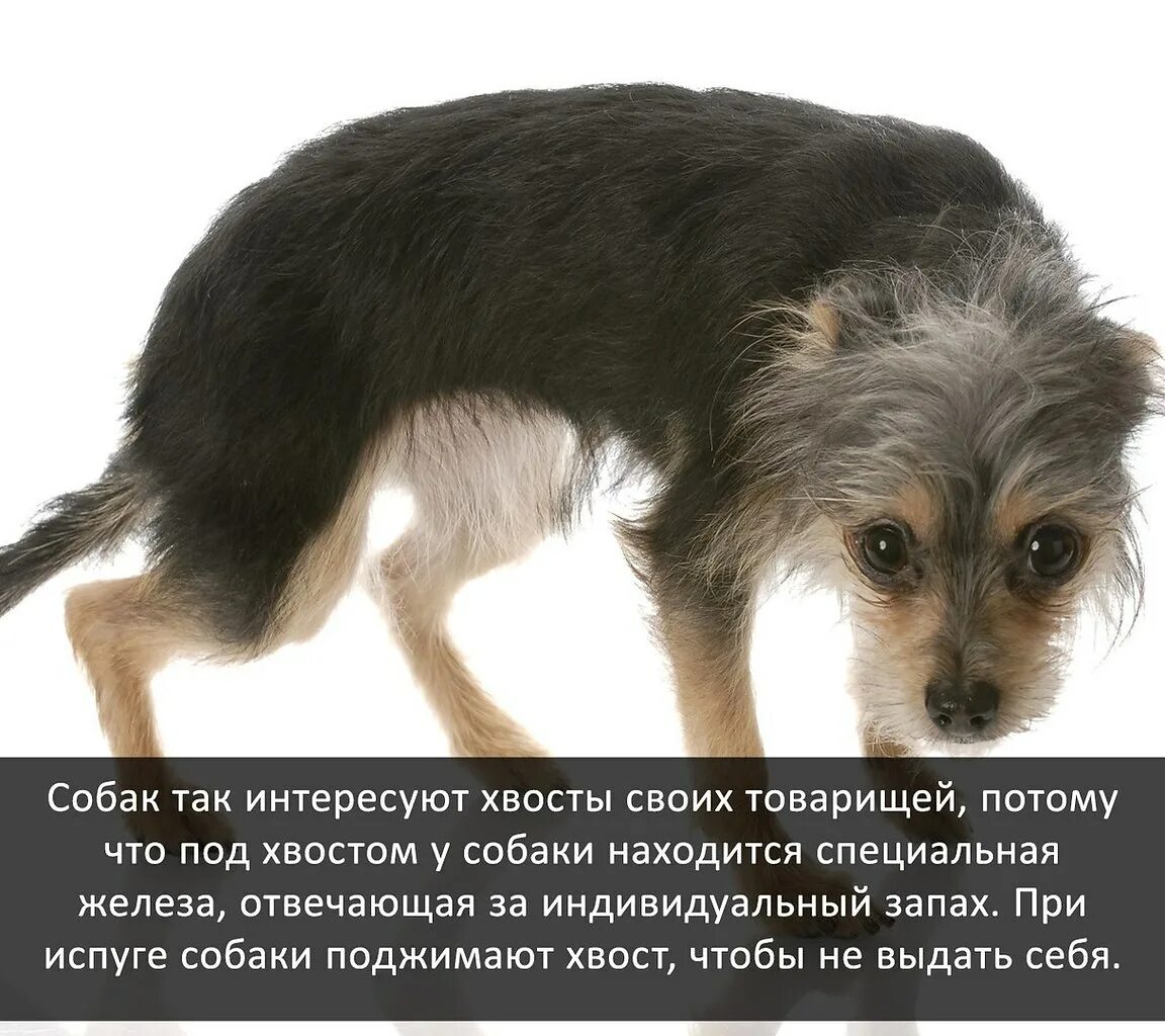 Почему собака поджимает хвост. Собака поджимает хвост. Собака с поджатым хвостом. Зачем собаке хвост.