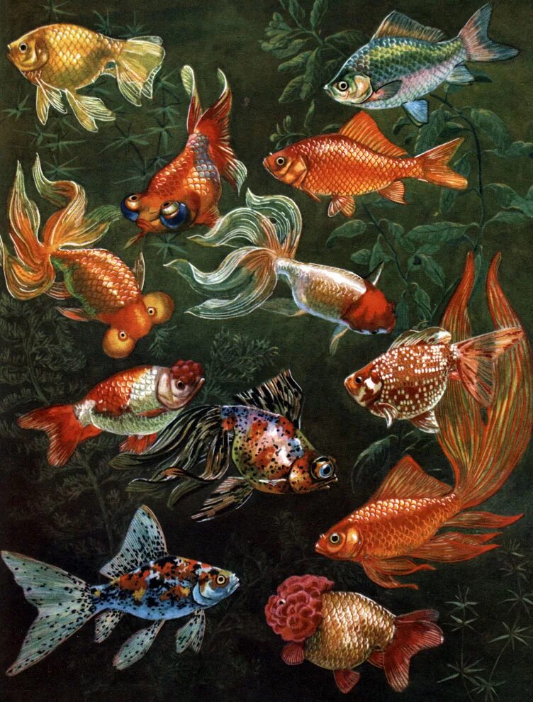 Каких рыбок выбрать. Семейство карповые аквариумные рыбки. Карповая Золотая рыбка. Золотая рыбка (семейство карповые).. Аквариумные рыбки Золотая рыбка.