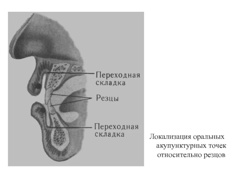 Переходная складка слизистой. Строение переходной складки. Переходная складка строение. Переходная складка резца. Переходная складка ортопедия.