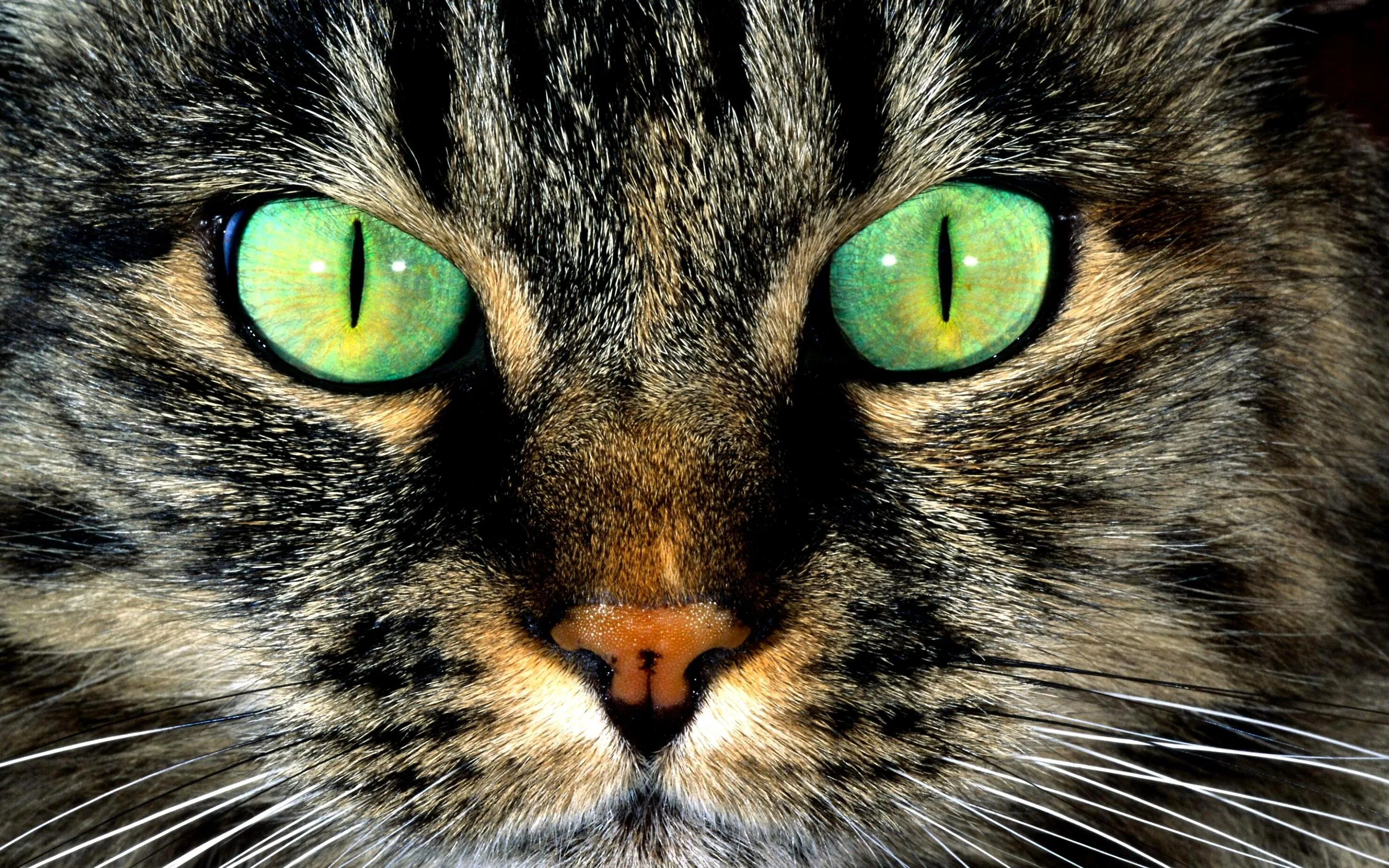 Глазки кошечки. Кошачий глаз. Морда кота. Красивая морда кошки. Кошачья мордочка.