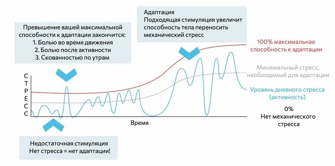 Уровень стресса. Почему нет адаптации к боли. Зона адаптации. Зона адаптации зона покупки зона возвращения. Время достижения максимальной