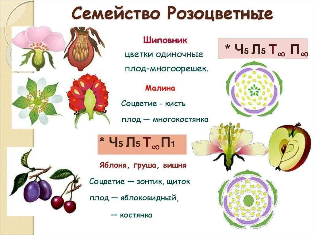 Формулу цветка ч5л5т5п1 имеют. Семейство Розоцветные строение цветка и плода. Семейство розовоцветные 5 семейств. Семейство Розоцветные строение цветка формула. Признаки семейства Розоцветные.