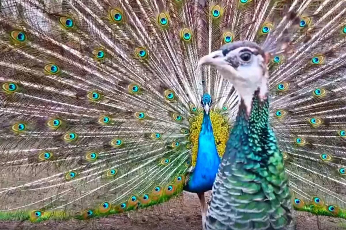 павлин раскрывает хвост видео. павлин полуальбинос. индийский павлин / pavo cristatus. павлин раскрывает хвост видео. павлин в роев ручей.