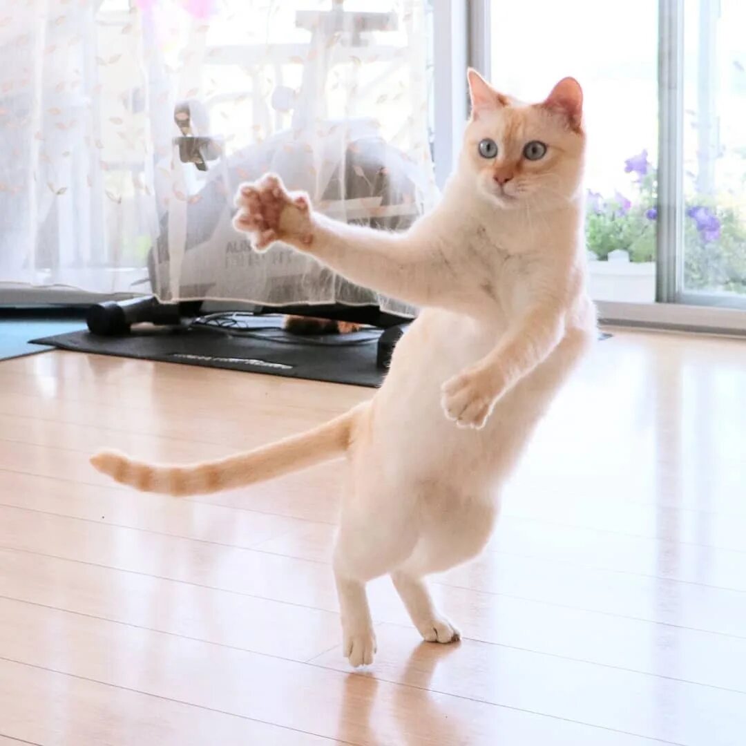 Где котики танцуют. Танцующий кот Чако. Танцующая кошка. Кот танцует. Кот пляшет.