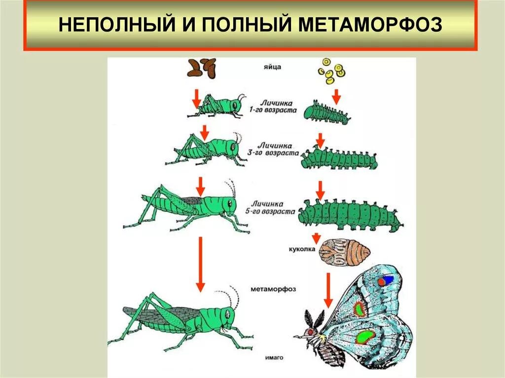 Неполная стадия развития насекомых