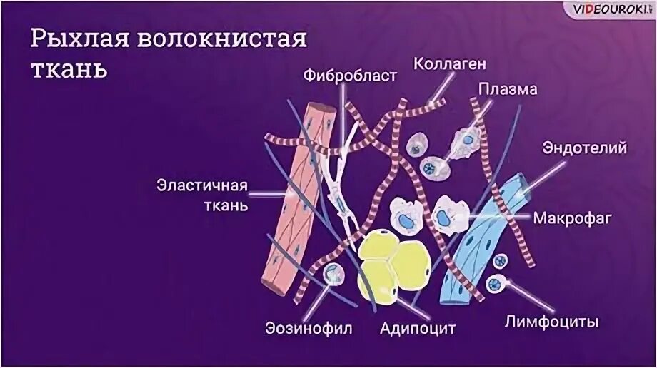 Какие ткани рыхлые