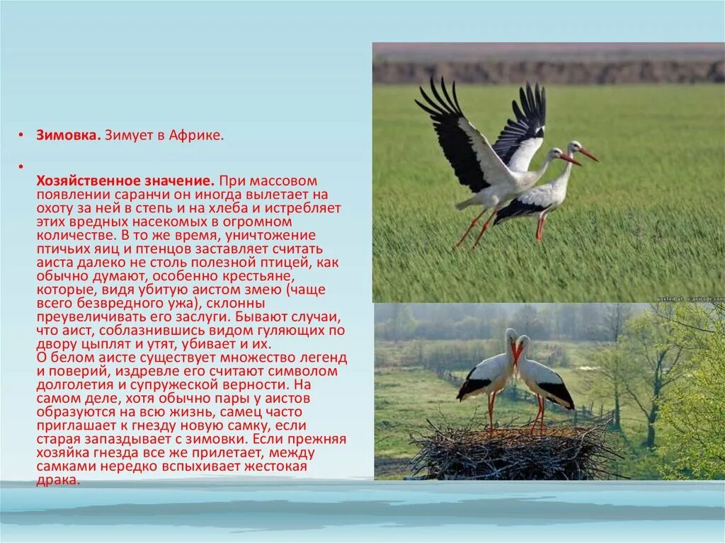 Аист символизирует. Легенда о журавлях. аист поверья легенды. аист что символизирует. аист приметы.