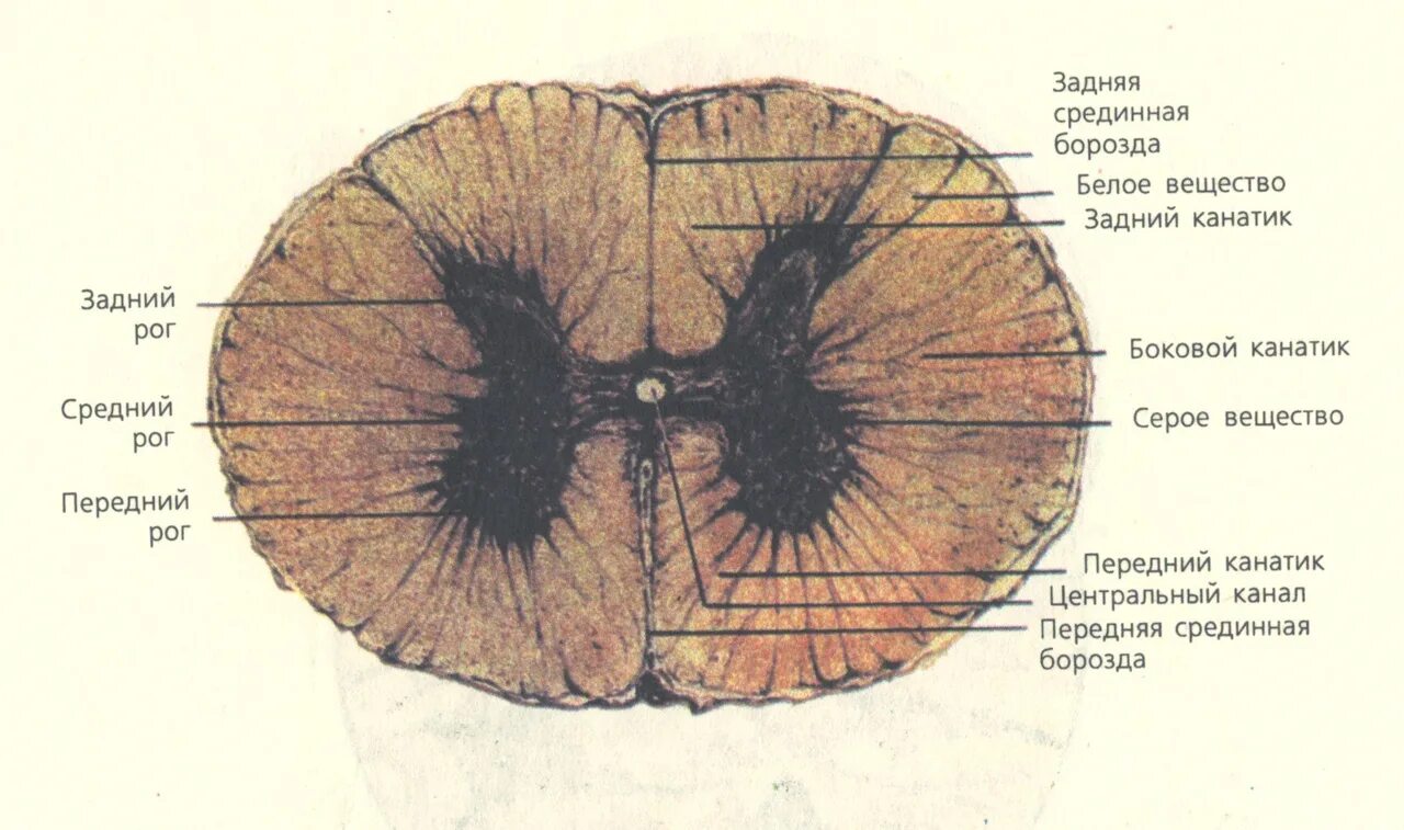 Серые столбы спинного мозга. Строение серого и белого вещества спинного мозга. Строение серого вещества в спинном мозге. Строение спинного мозга белое и серое вещество мозга. Структуры серого вещества спинного мозга.