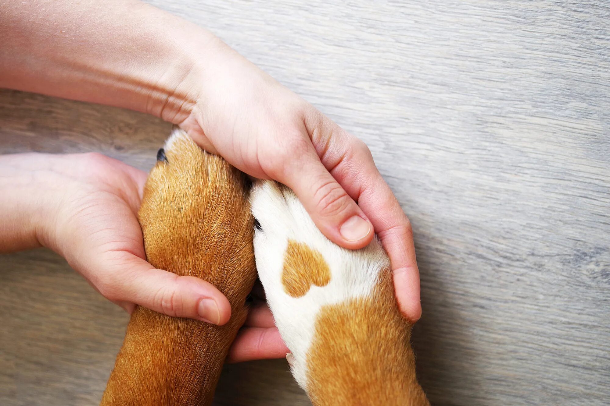 Pet paw. Лапа собаки. Рука и лапа собаки. Лапа собаки и рука человека. Человек с собакой на руках.