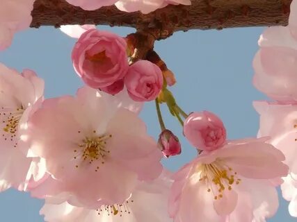 Flower blossom