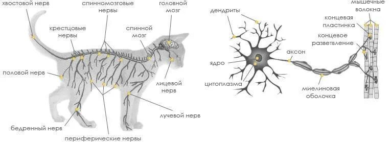 Анатомия кошки нервная система. Периферическая нервная система кошки анатомия. Лимфатическая система кошки схема. Периферическая нервная система кошки. Увеличенные лимфоузлы у кота