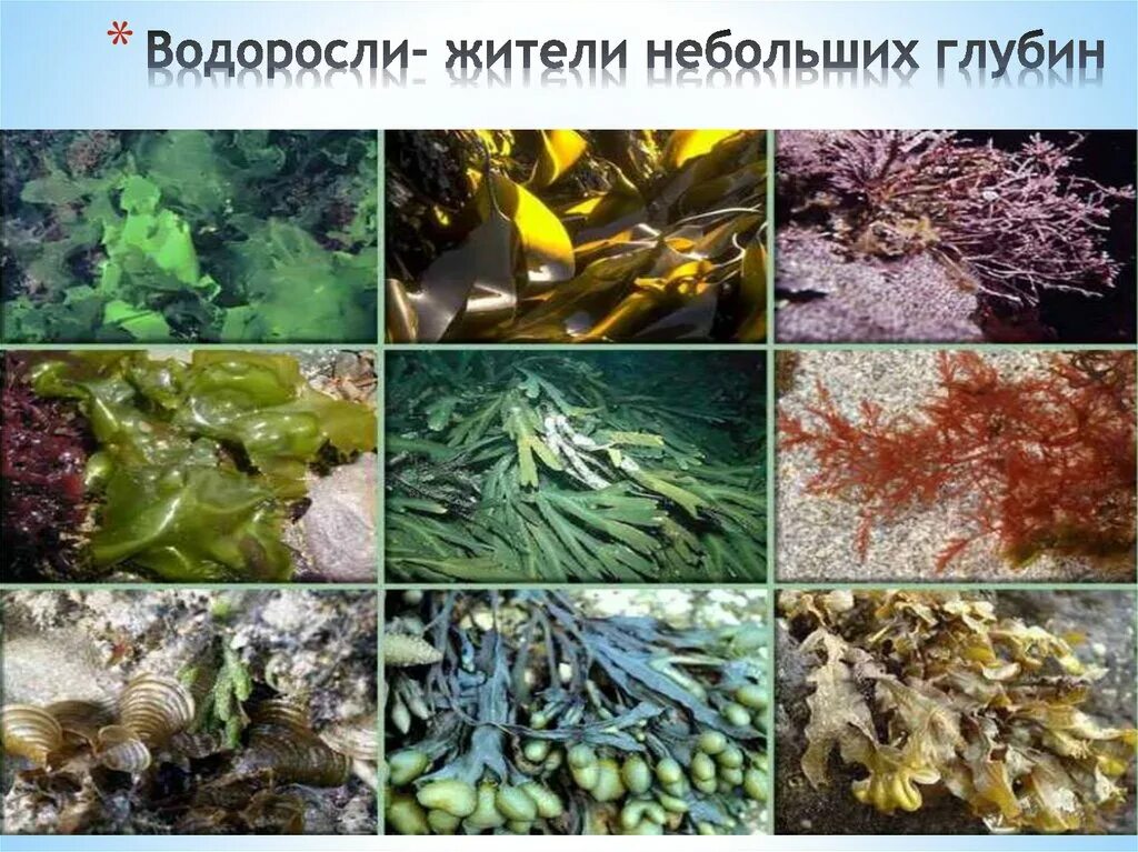 Водоросли разные. Пресноводные водоросли. Водоросли названия. Морские водоросли названия.