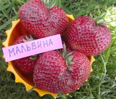 Клубника великобритания