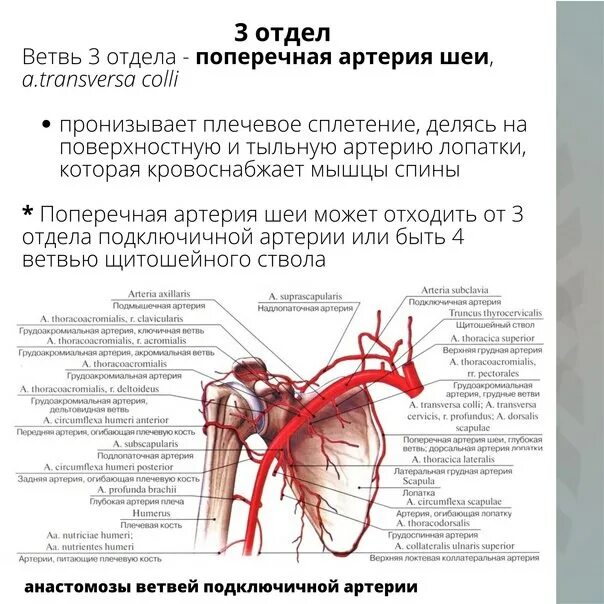 Сегменты подключичной артерии схема. Сегменты подключичной артерии схема на узи. Сегменты подключичной артерии. Сегменты подключичной артерии. Сегменты подключичной артерии схема на узи.