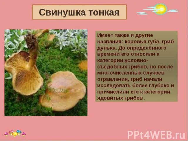 Презентация "Грибы" - Биология - Презентации - 5 класс