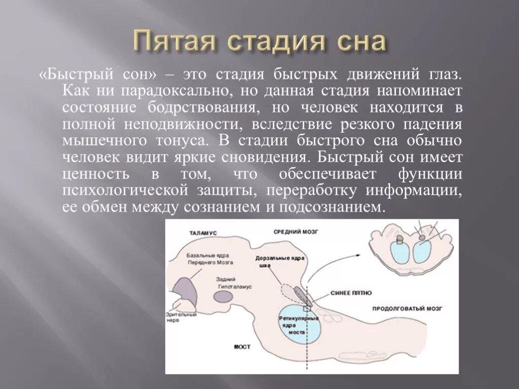 Из каких фаз состоит сон. Пятая стадия сна. Физиология сна презентация. Фазы сна и сновидения. Сон для презентации.