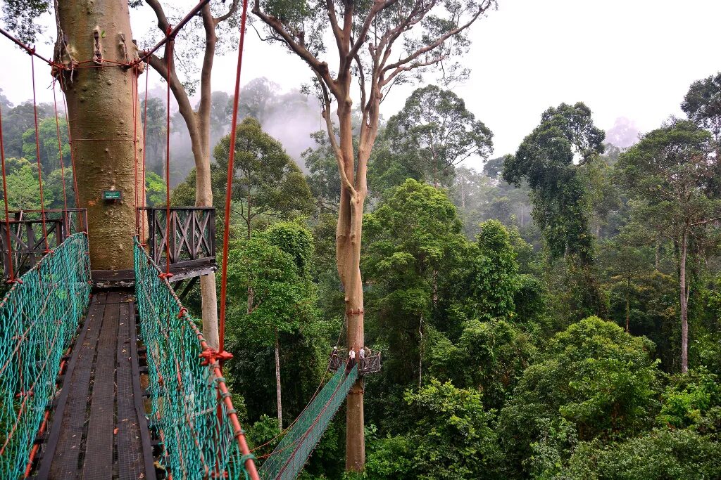 Подвесные мосты канопи, Борнео. Остров Борнео джунгли. Джунгли острова Калимантан. Борнео Малайзия.